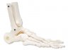 Loose Foot and Ankle Skeleton, right