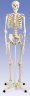 Human Skeleton Model on 5 foot roller stand
