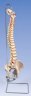 Human Spine on Stand
