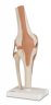 FUNCTIONAL KNEE JOINT