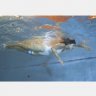 Aquatic Pull Buoy from PhysioOnline.ie - Physiotherapy Ireland
