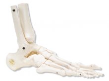 Loose Foot and Ankle Skeleton, right from PhysioOnline.ie - Physiotherapy Ireland