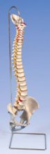 Human Spine on Stand from PhysioOnline.ie - Physiotherapy Ireland