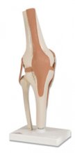 FUNCTIONAL KNEE JOINT from PhysioOnline.ie - Physiotherapy Ireland